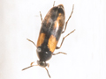 Anaspis fasciata